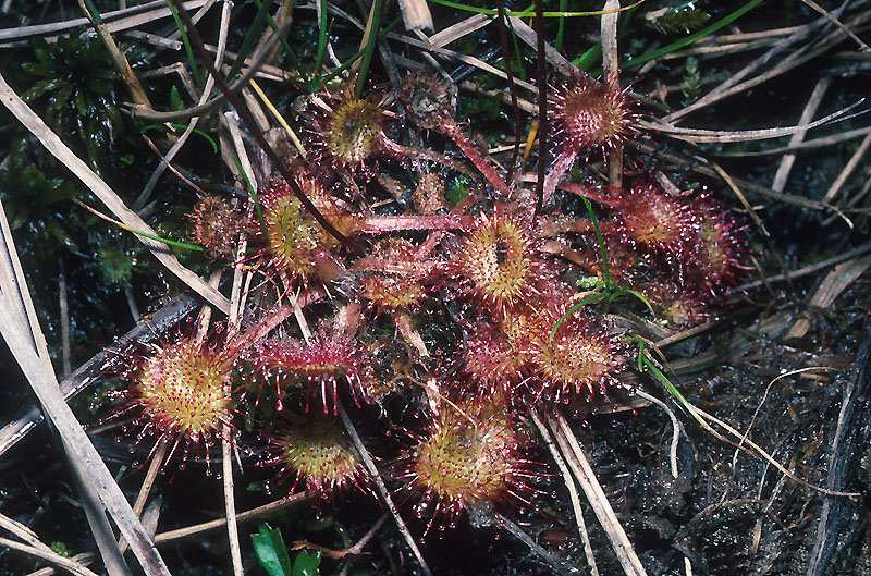 (21500)Drosera rotundifolia,feuilles